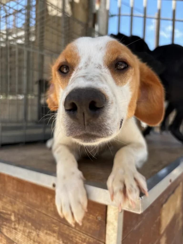 Tart, female young Mixed Breed for adoption at Souda Shelter, Chania
