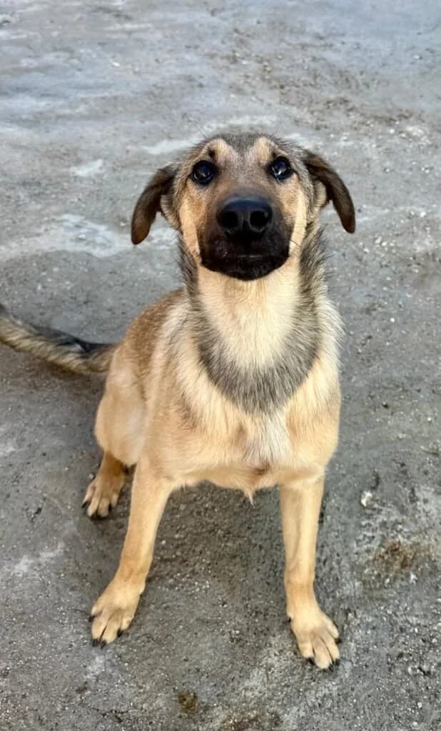 Cardinal, male young Mixed Breed for adoption at Souda Shelter, Chania