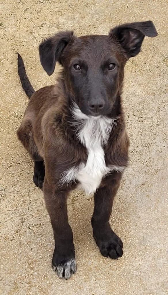 Meadow, male young Mixed Breed for adoption at Souda Shelter, Chania
