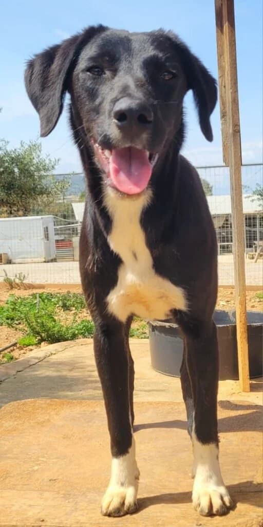 Navarro, female young Mixed Breed for adoption at Souda Shelter, Chania