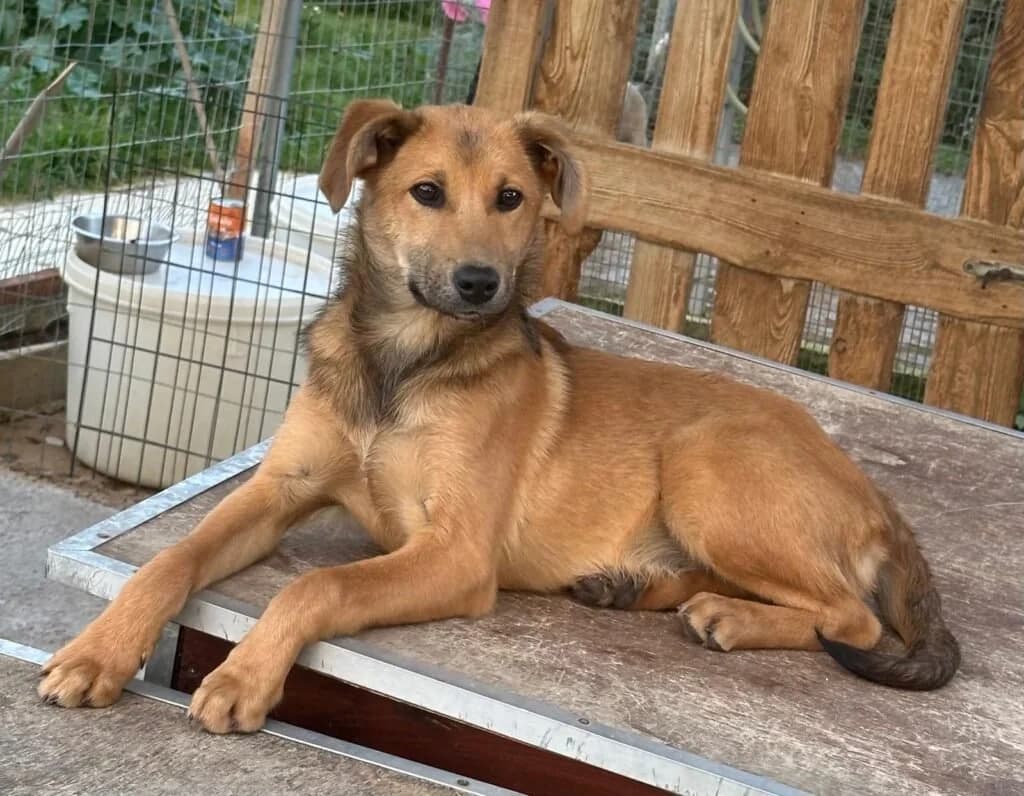 Shari, female young Mixed Breed for adoption at Souda Shelter, Chania