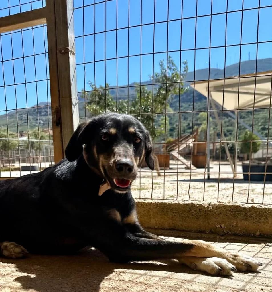 Calrose, female young Mixed Breed for adoption at Souda Shelter, Chania