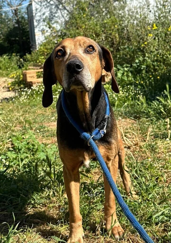 Jiles, male senior Mixed Breed for adoption at Souda Shelter, Chania