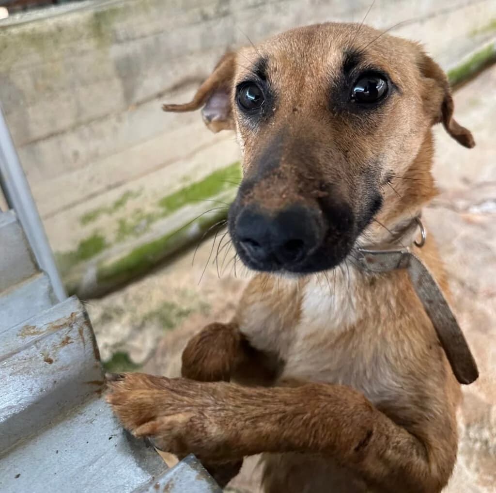 Kirki, female young Mixed Breed for adoption at Souda Shelter, Chania