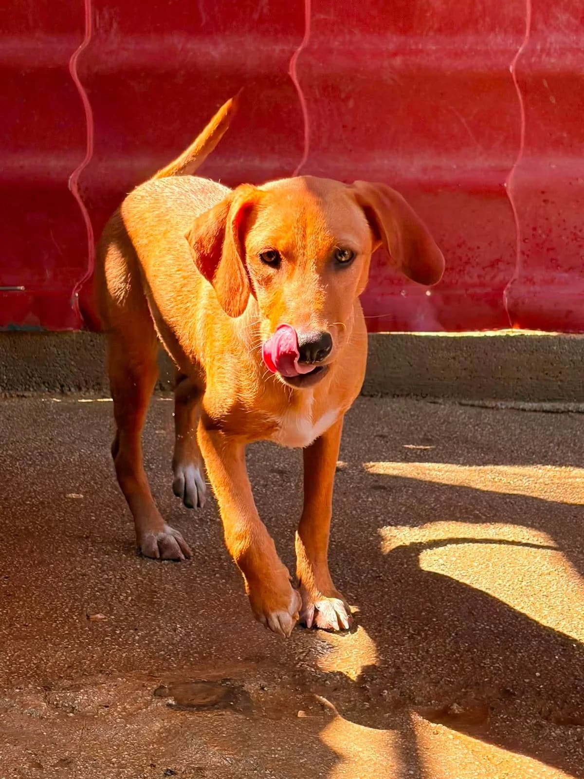 Lentil, female puppy Mixed Breed for adoption at Souda Shelter, Chania