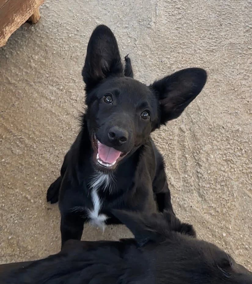 Glade, female puppy Mixed Breed for adoption at Souda Shelter, Chania