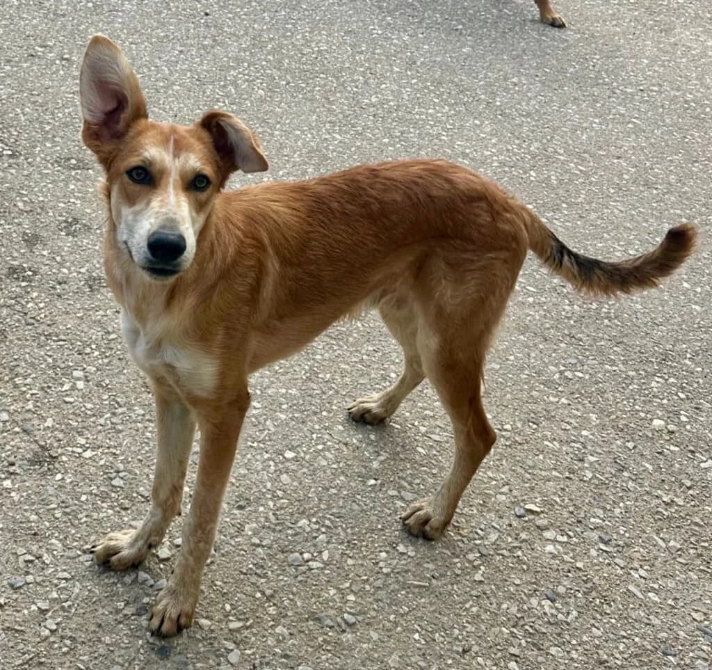 Udon, male puppy Mixed Breed for adoption at Souda Shelter, Chania