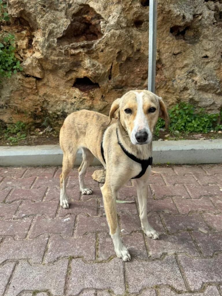 Dina, female young Mixed Breed for adoption at Souda Shelter, Chania