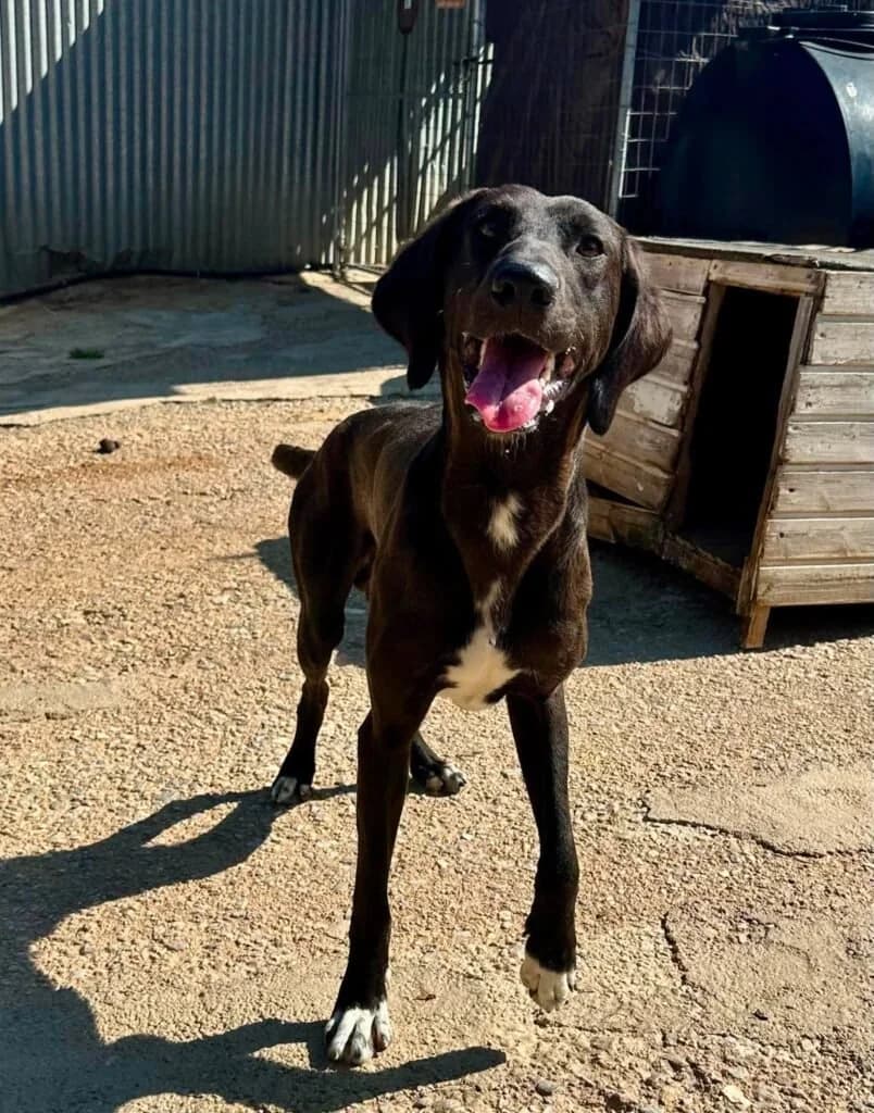 Kalle, male young Mixed Breed for adoption at Souda Shelter, Chania