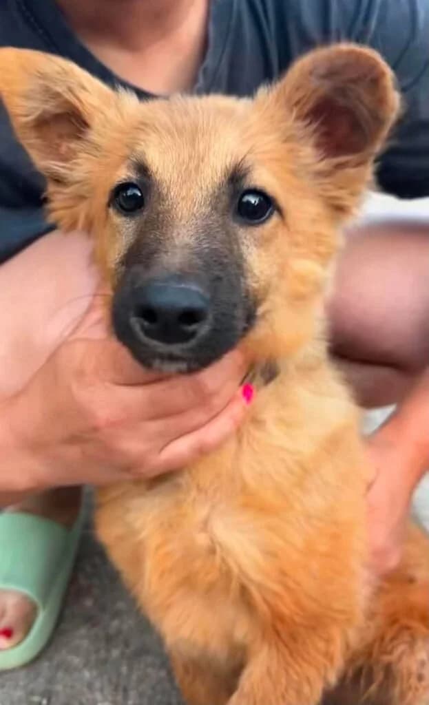 Themis, male puppy Mixed Breed for adoption at Souda Shelter, Chania