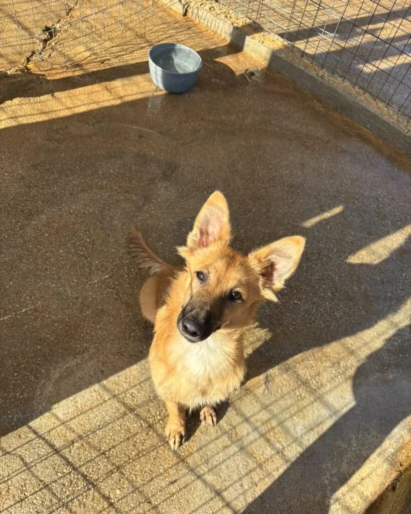 Themis, male puppy Mixed Breed for adoption at Souda Shelter, Chania