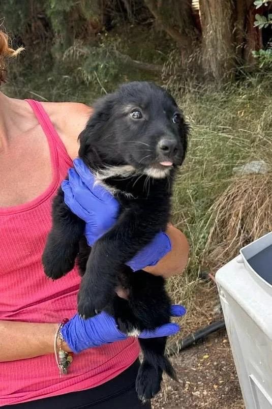 Alvin, male puppy Mixed Breed for adoption at Souda Shelter, Chania