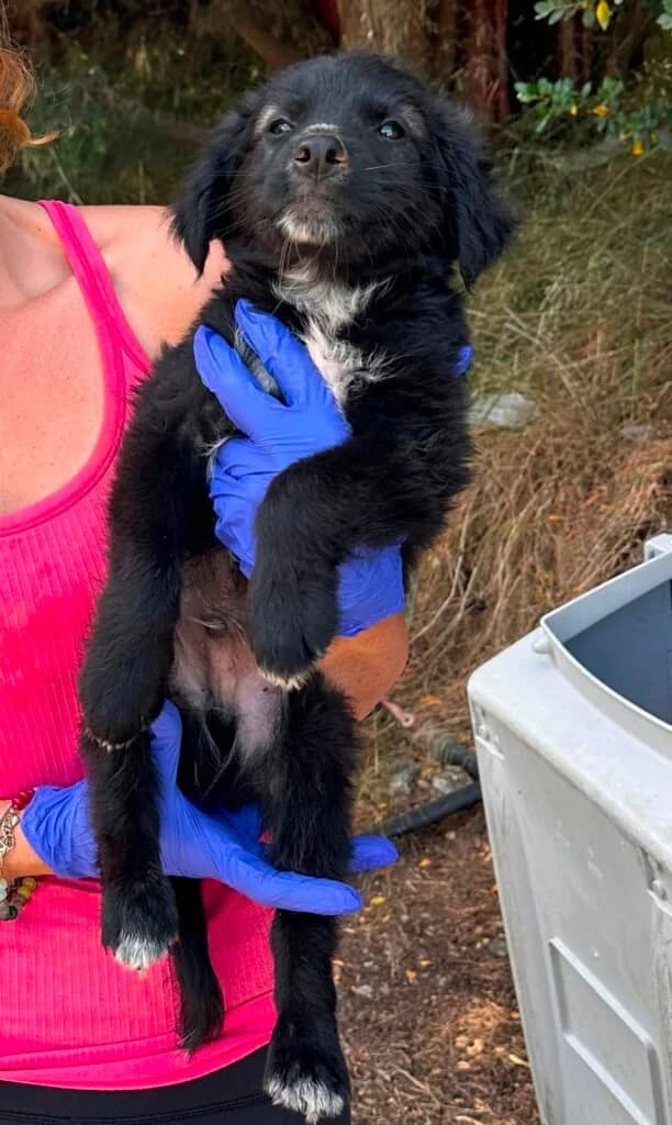 Simon, male puppy Mixed Breed for adoption at Souda Shelter, Chania