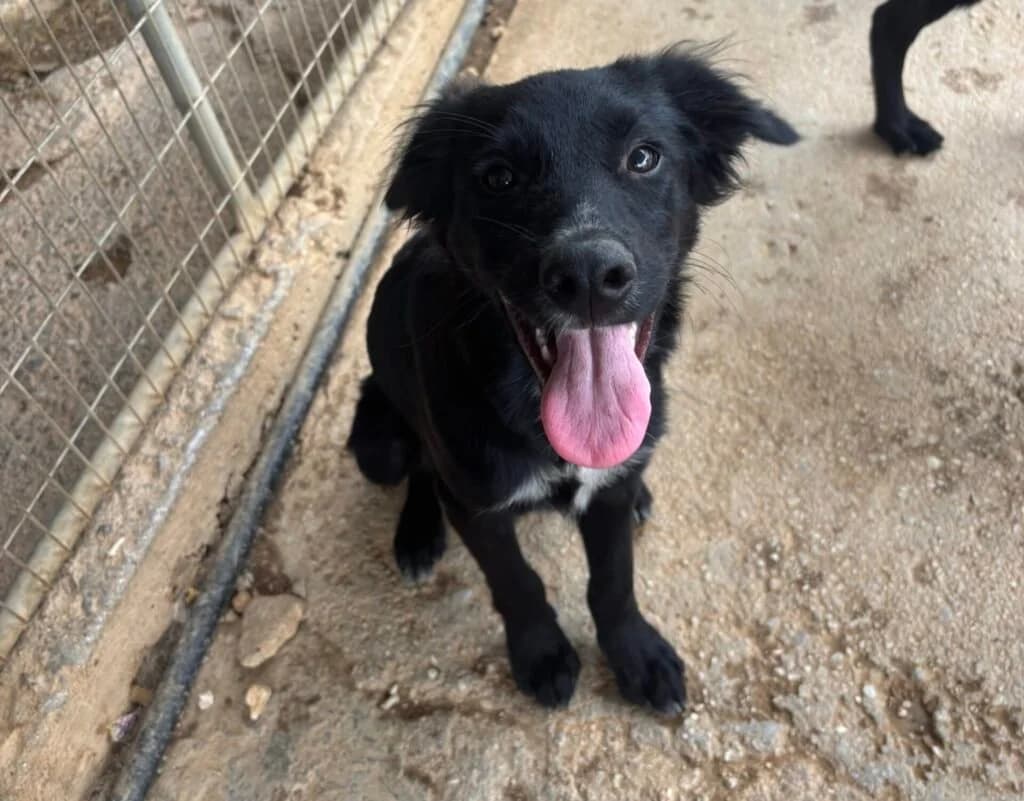 Simon, male puppy Mixed Breed for adoption at Souda Shelter, Chania