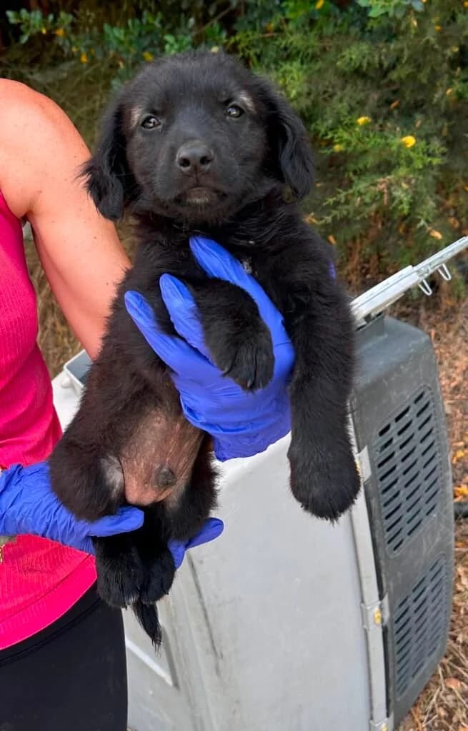 Theodore, male puppy Mixed Breed for adoption at Souda Shelter, Chania