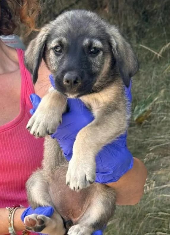 Brittany, female puppy Mixed Breed for adoption at Souda Shelter, Chania