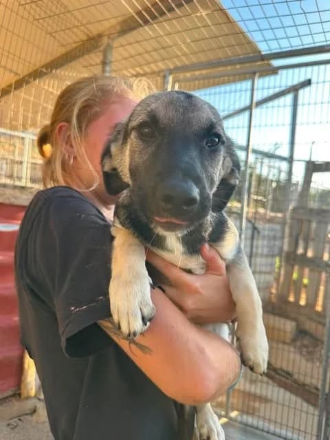 Brittany, female puppy Mixed Breed for adoption at Souda Shelter, Chania