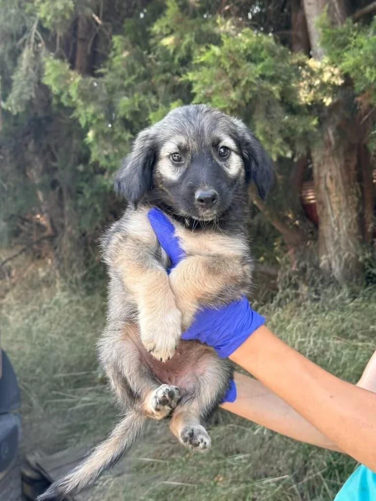 Jeanette, female puppy Mixed Breed for adoption at Souda Shelter, Chania