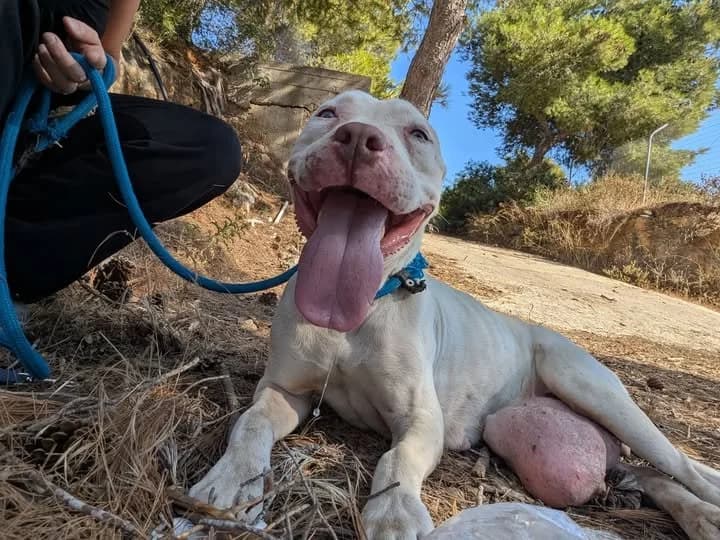 Arietta, female 3yo Mixed Breed for adoption at Souda Shelter, Chania