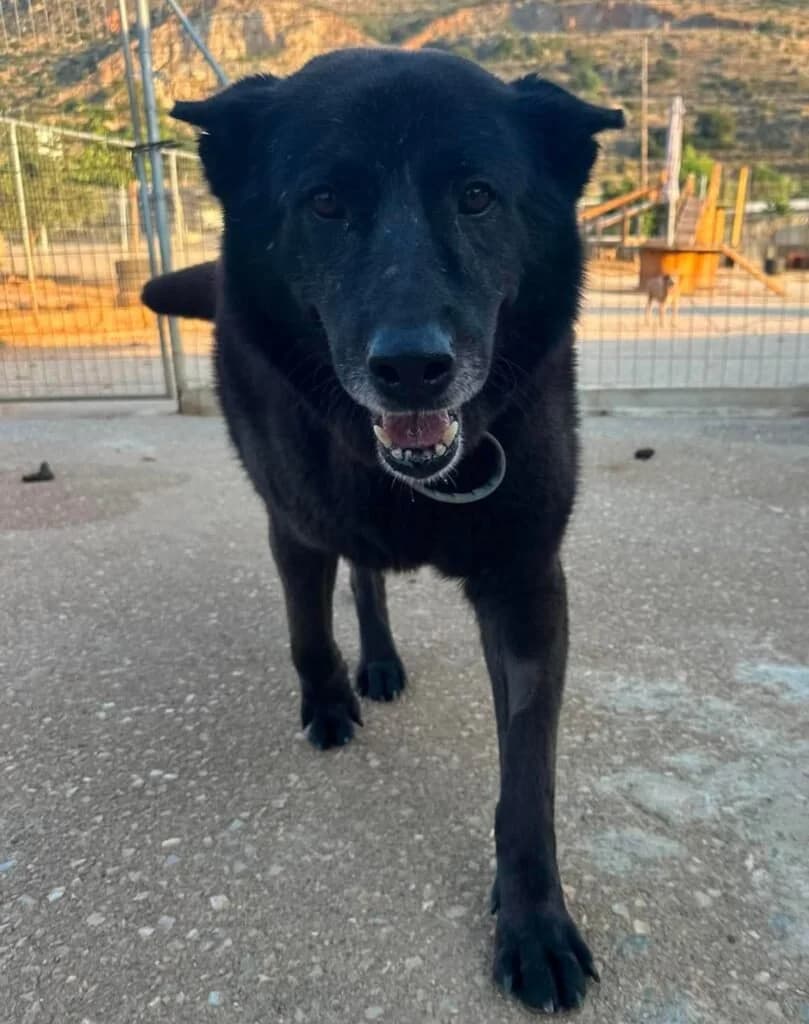 Willow, female senior Mixed Breed for adoption at Souda Shelter, Chania