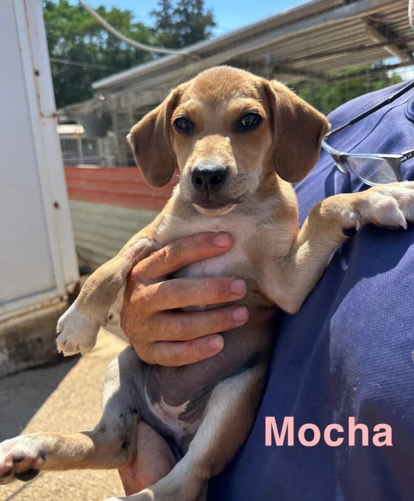 Mocha, female puppy Mixed Breed for adoption at Souda Shelter, Chania