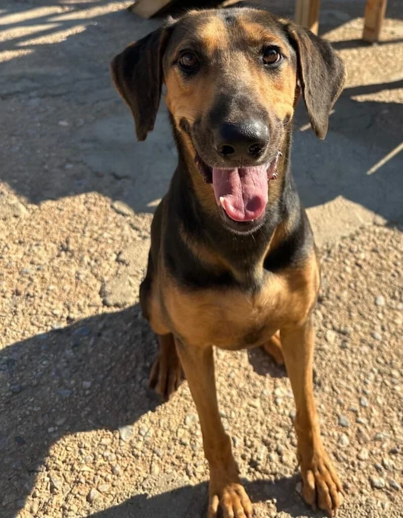 Gustav, male 3yo Mixed Breed for adoption at Souda Shelter, Chania