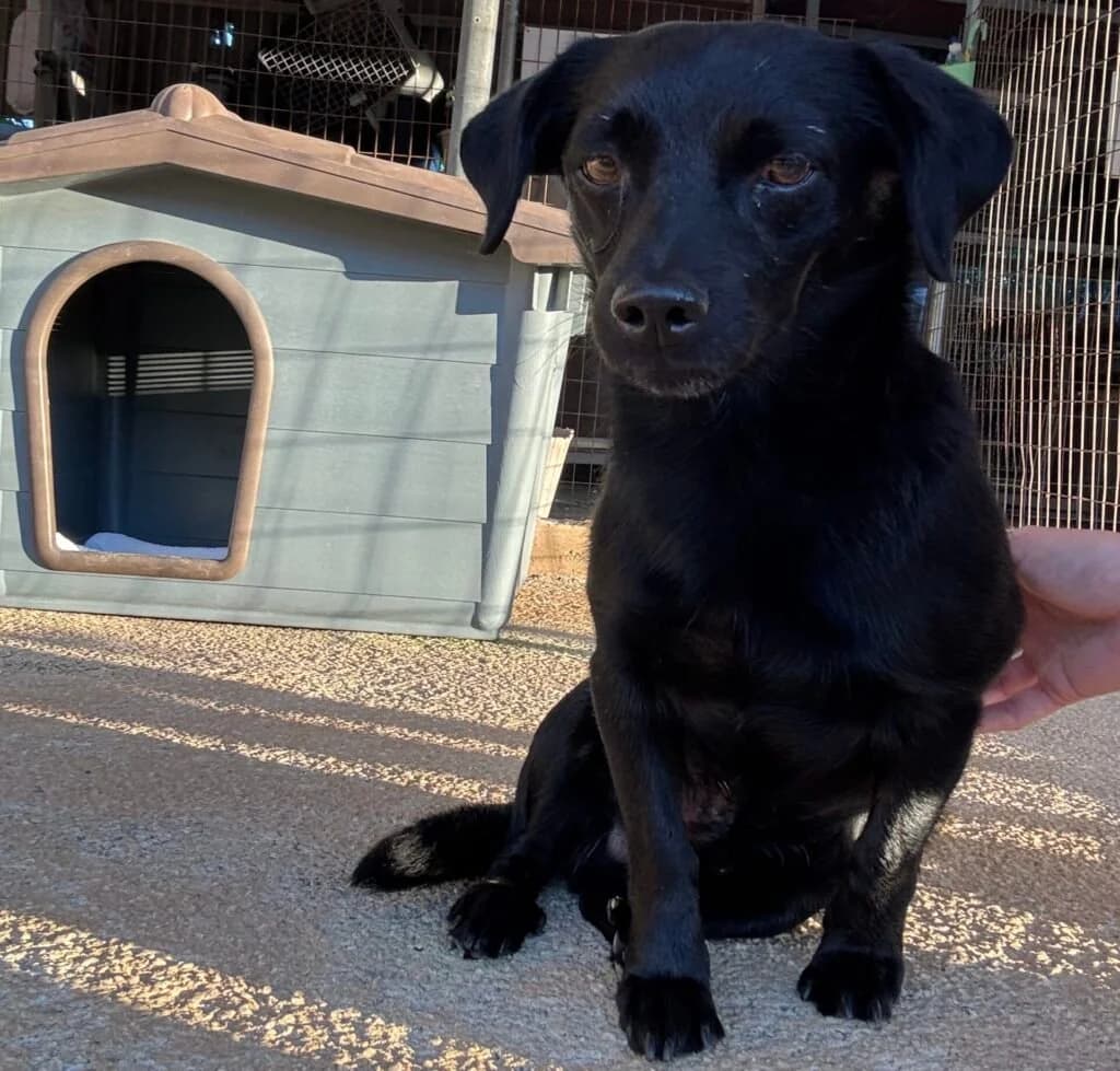 Squiggy, male young Mixed Breed for adoption at Souda Shelter, Chania