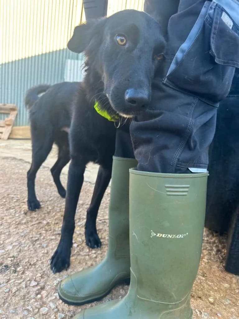 Kadeem, male 3yo Mixed Breed for adoption at Souda Shelter, Chania
