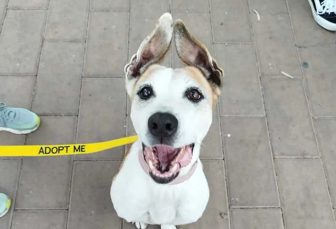 Doykissa (Δούκισσα), female Mixed Breed for adoption at SPAZ Athens, Athens