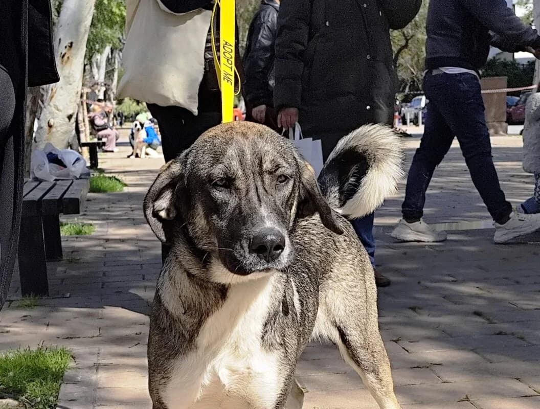 Thaleia (Θάλεια), female young Mixed Breed for adoption at SPAZ Athens, Athens