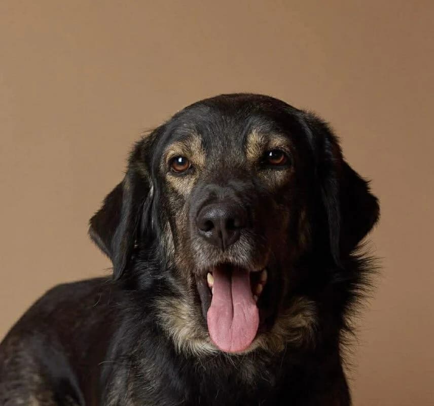 Franky, male 3yo Mixed Breed for adoption at SPAZ Athens, Athens