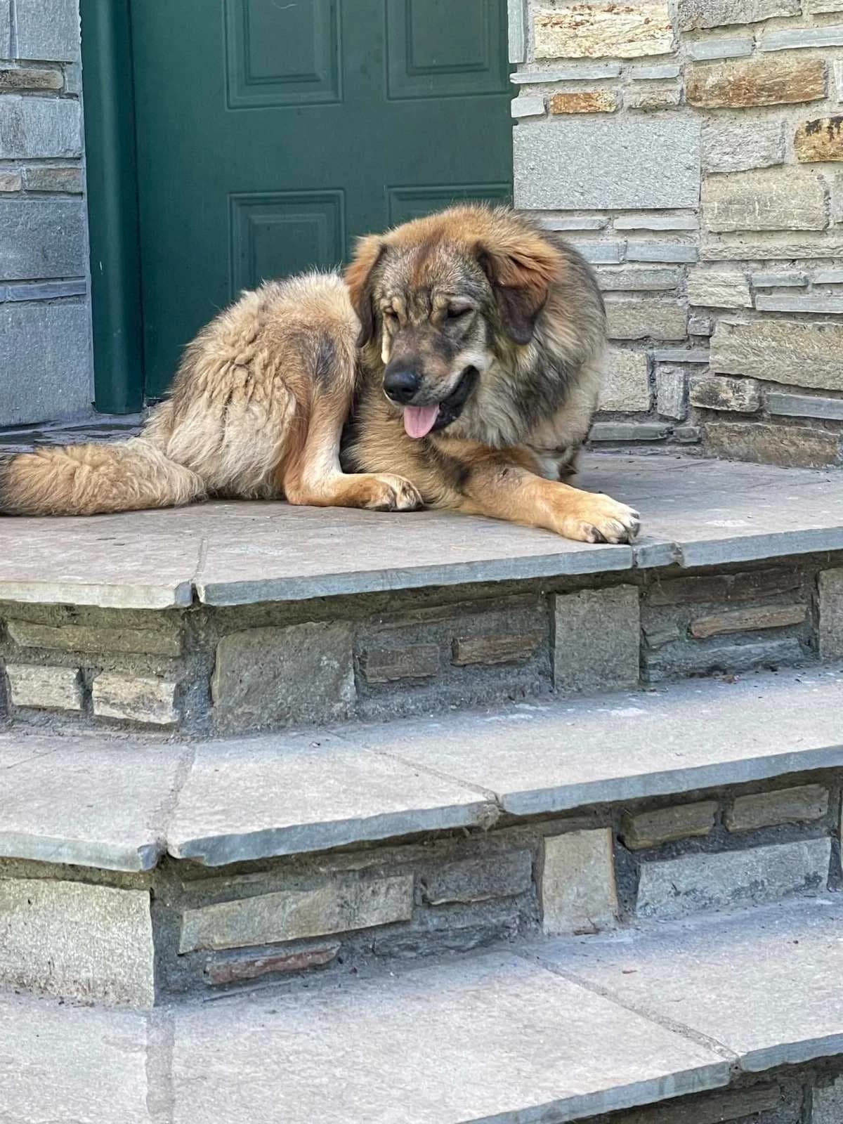Afroditi (Αφροδίτη), female young Mixed Breed for adoption at Spectral Stray Action
