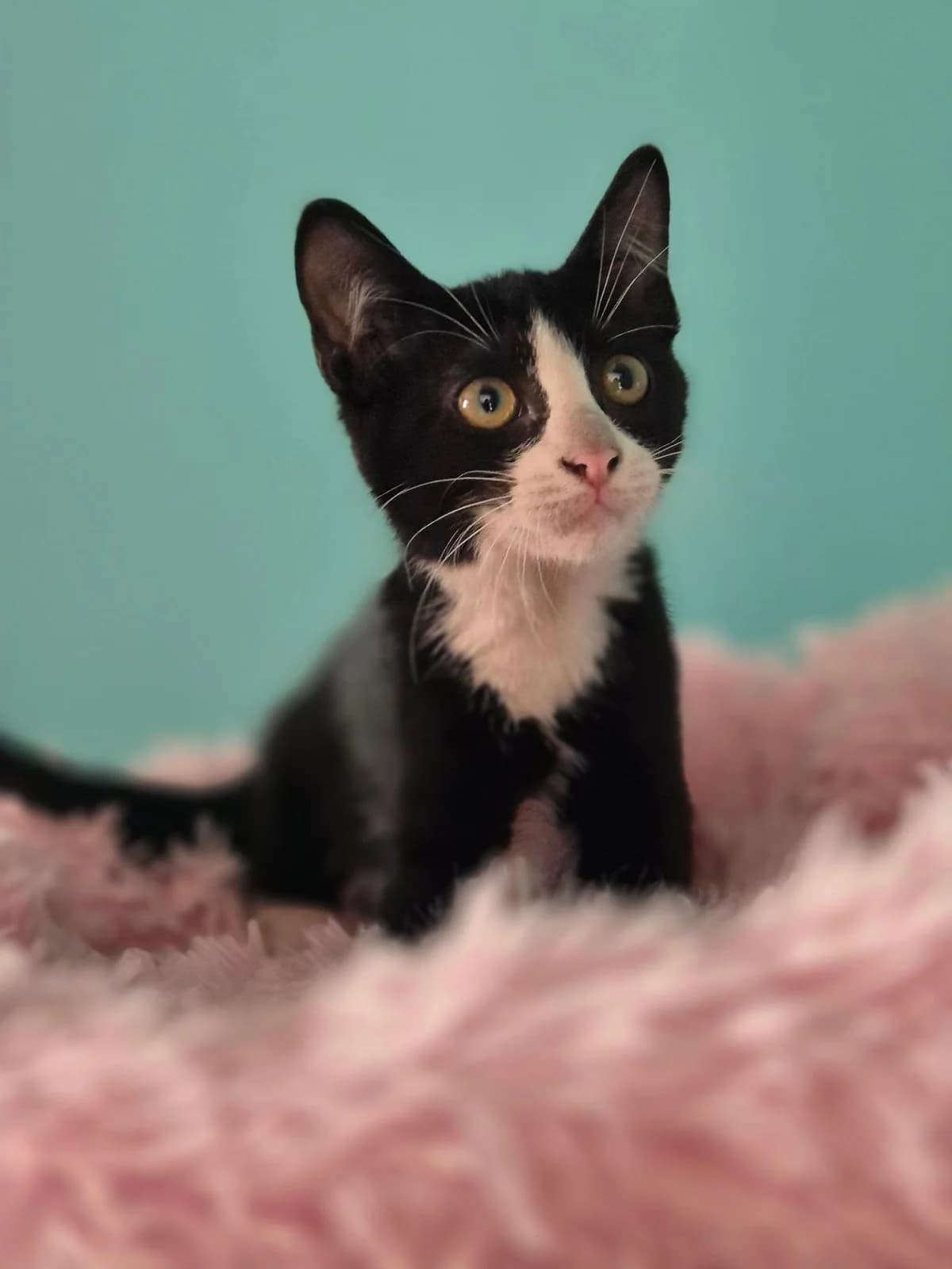 LEONIDAS (ΛΕΩΝΙΔΑΣ), male Mixed Breed for adoption at Spectral Stray Action