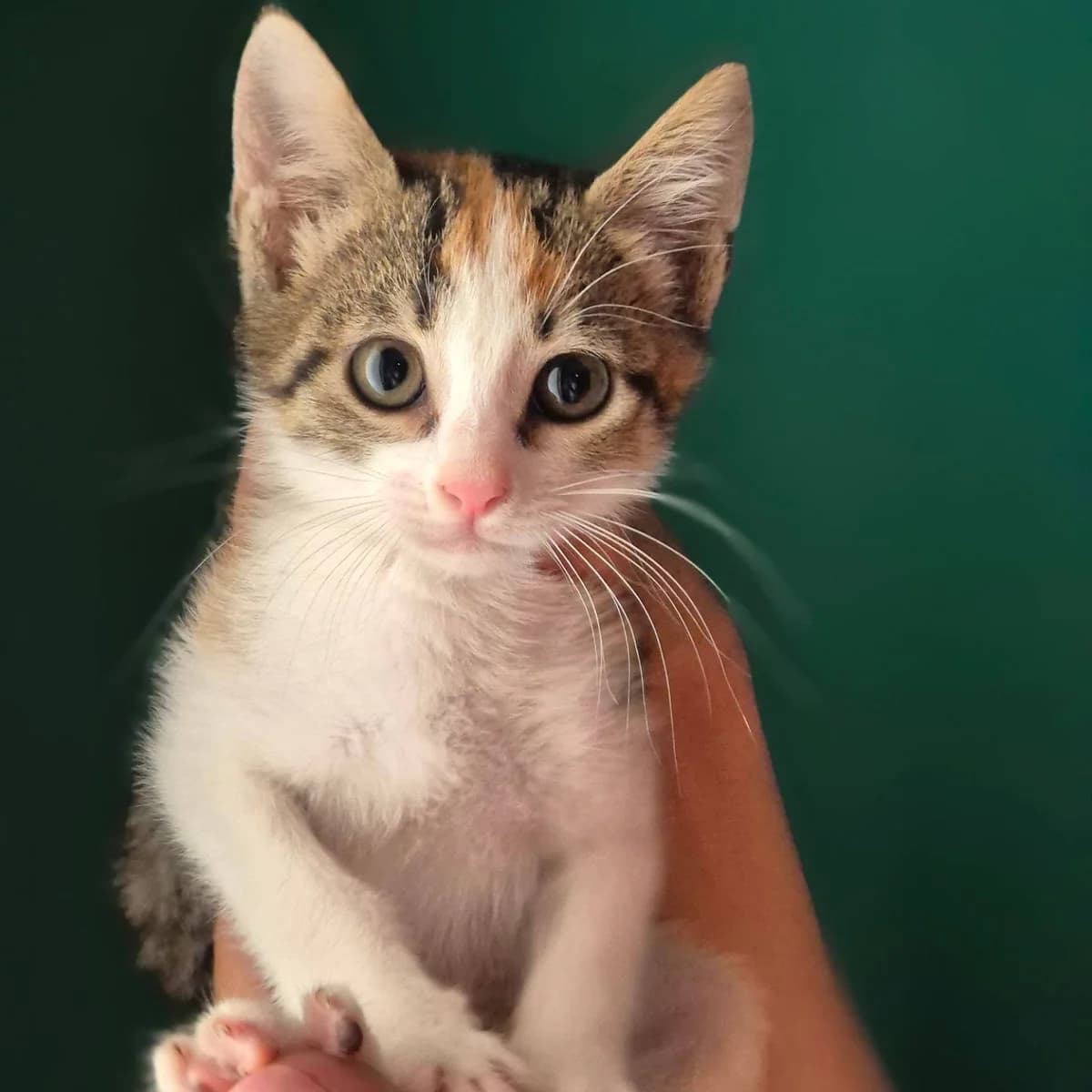 SOYLTANA (ΣΟΥΛΤΑΝΑ), female Mixed Breed for adoption at Spectral Stray Action