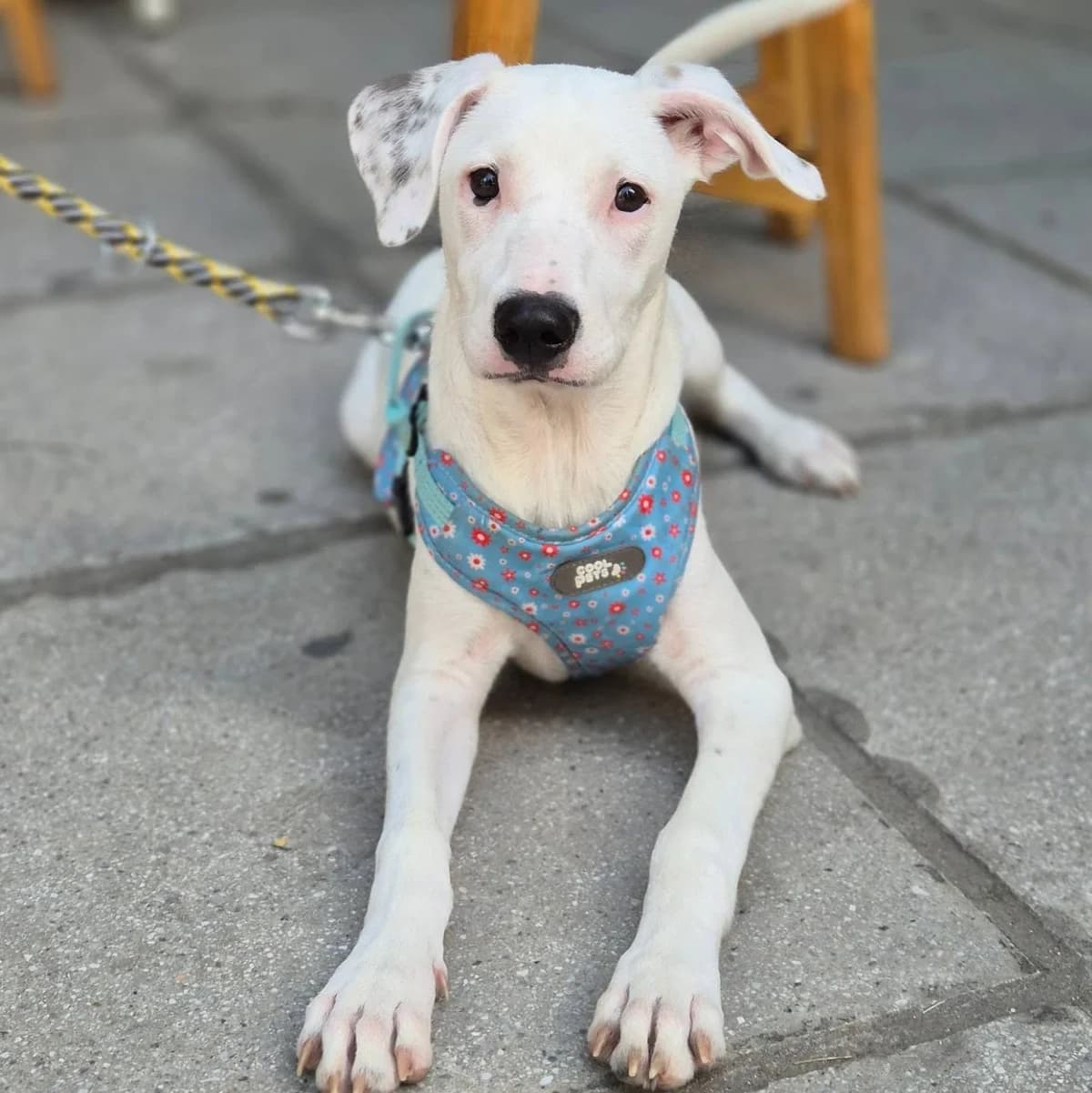 Fleik (Φλέικ), female Mixed Breed for adoption at Spectral Stray Action
