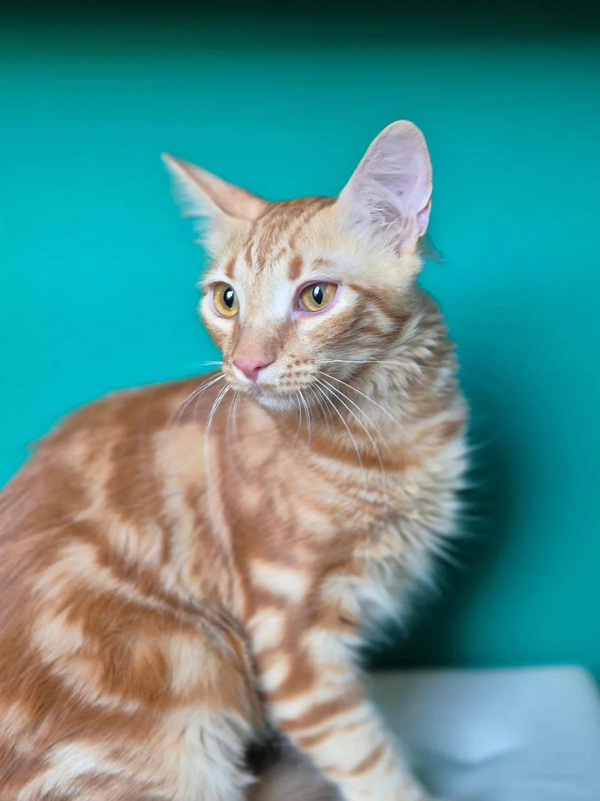 Vrigitte (Βrigitte), female Mixed Breed for adoption at Spectral Stray Action