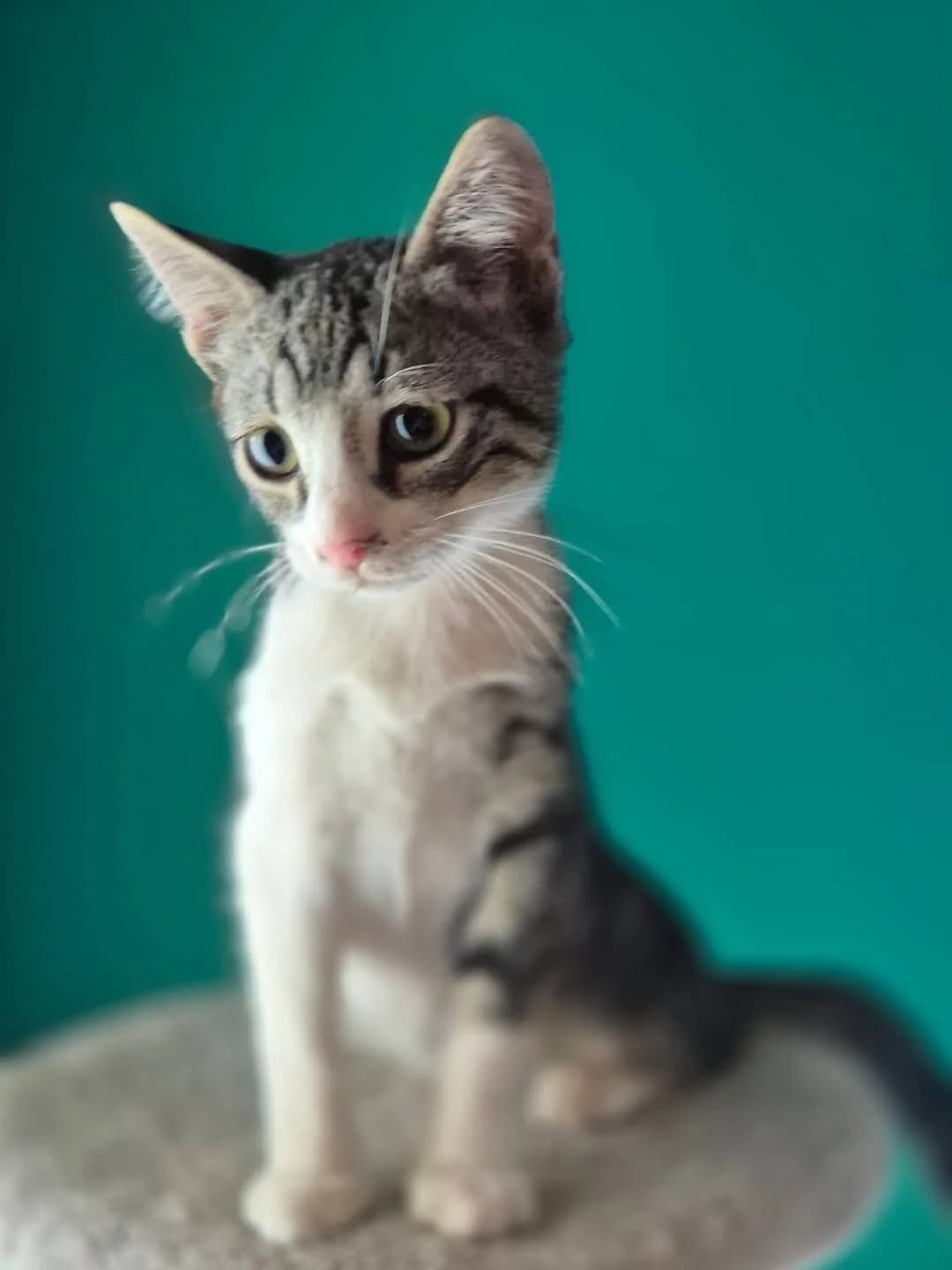 Nestoras (Νέστορας), male Mixed Breed for adoption at Spectral Stray Action
