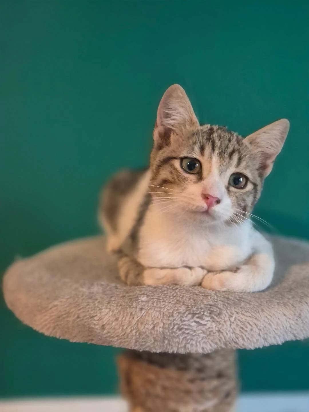 Ariadni (Αριάδνη), female Mixed Breed for adoption at Spectral Stray Action