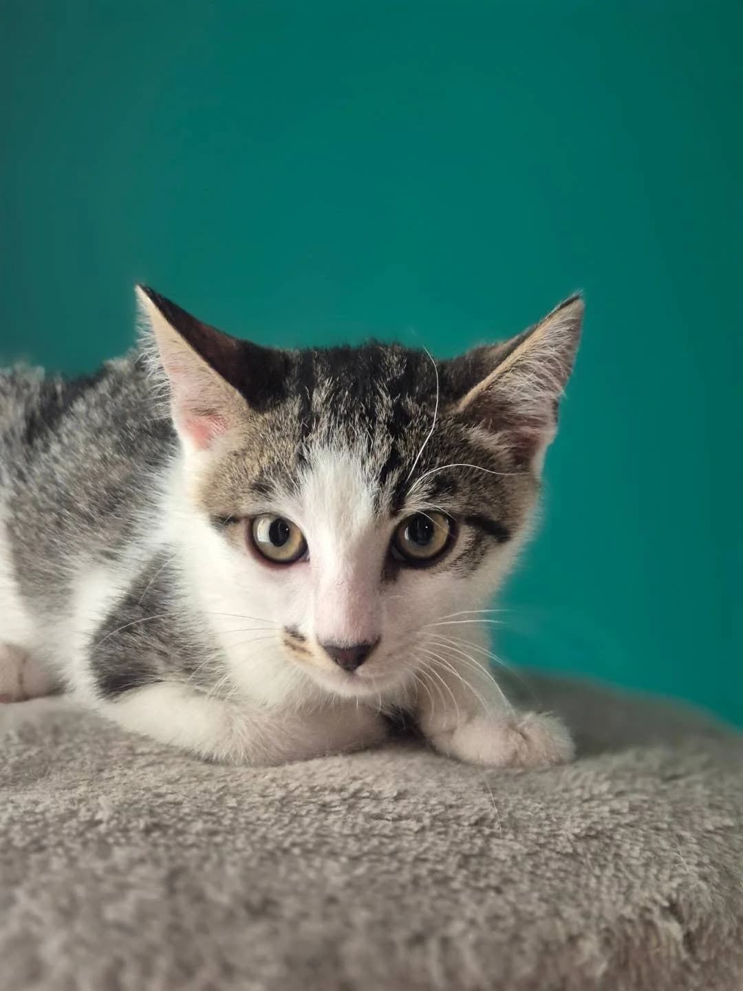 Saltas (Σάλτας), male Mixed Breed for adoption at Spectral Stray Action