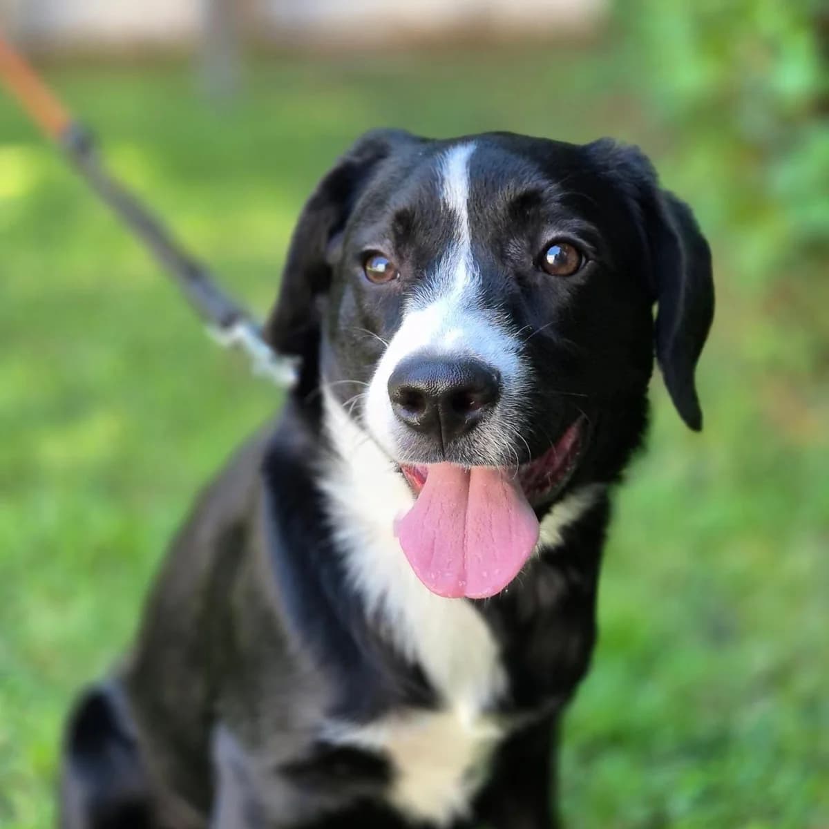 Maximos (Μάξιμος), male Mixed Breed for adoption at Spectral Stray Action