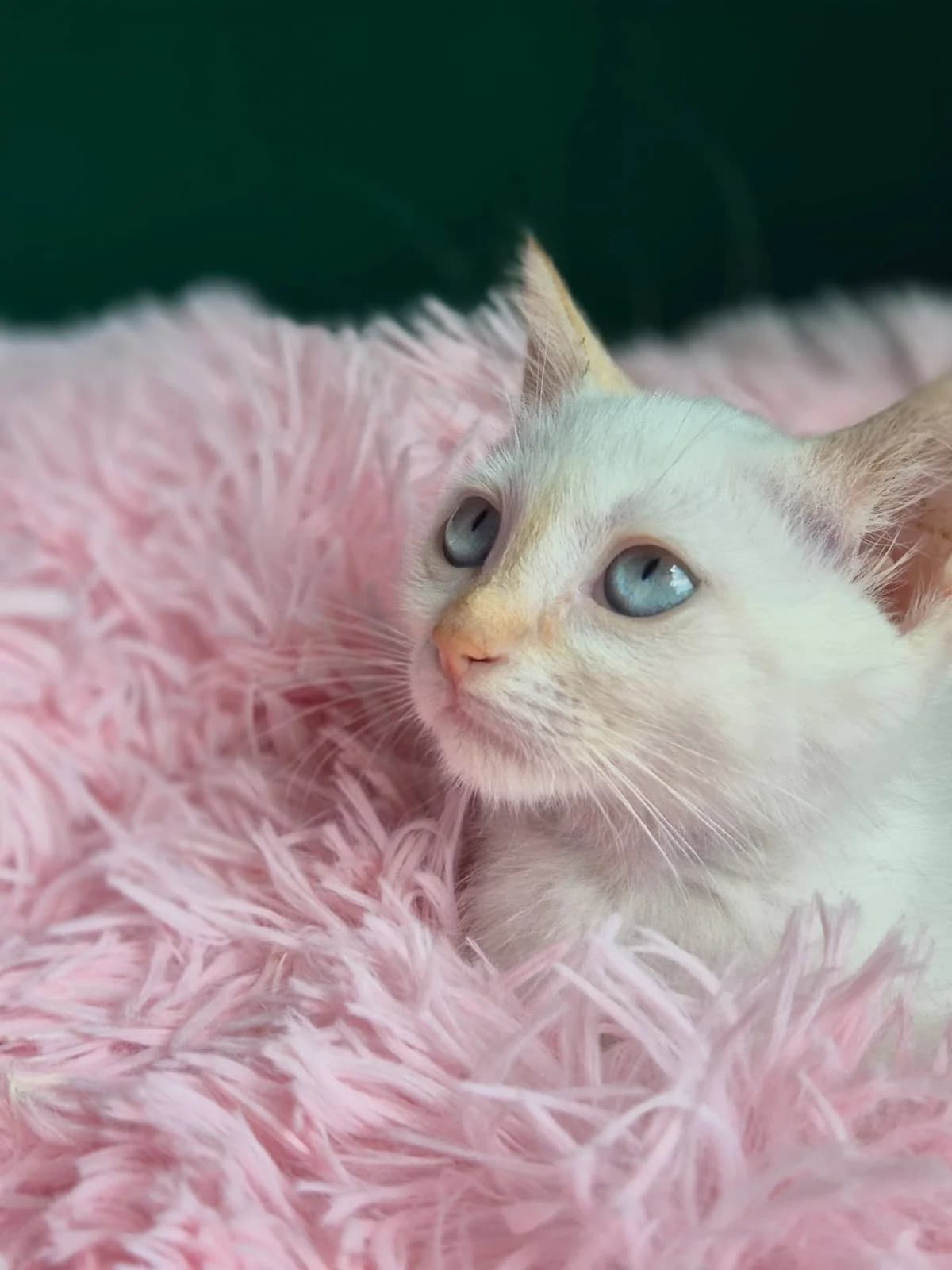 Savvas (Σάββας), male Mixed Breed for adoption at Spectral Stray Action