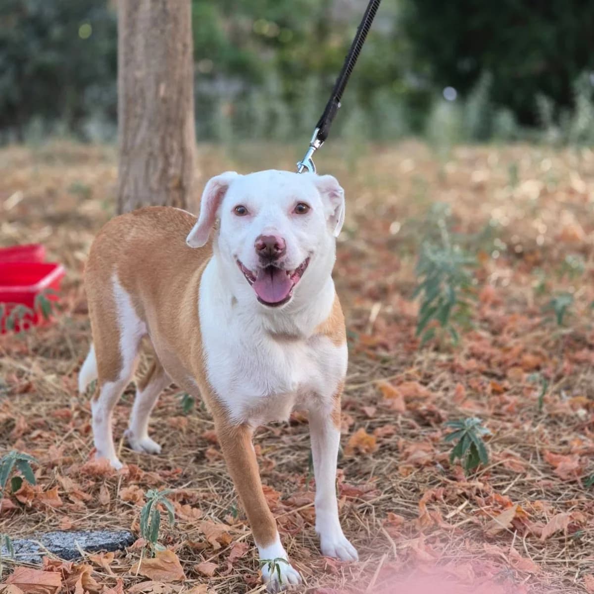 IRMA (ΙΡΜΑ), female young Mixed Breed for adoption at Spectral Stray Action