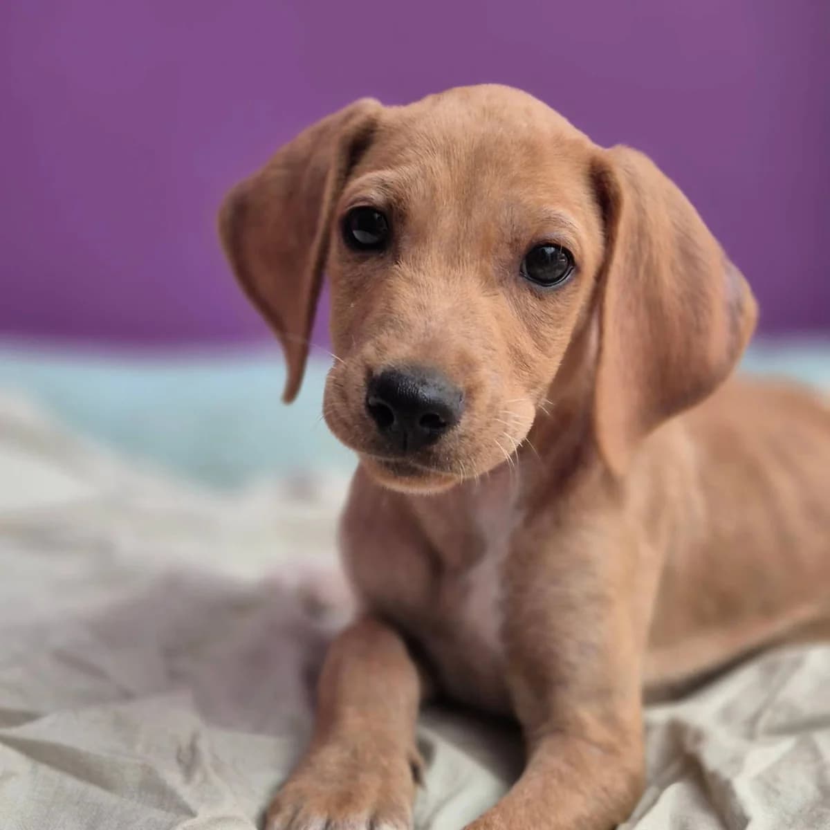 NTREIK (NΤΡΕΙΚ), male Mixed Breed for adoption at Spectral Stray Action