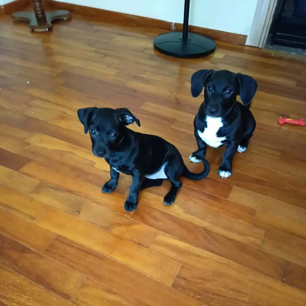 VLACK & JACK (ΒLACK & JACK), Mixed Breed for adoption at Spectral Stray Action