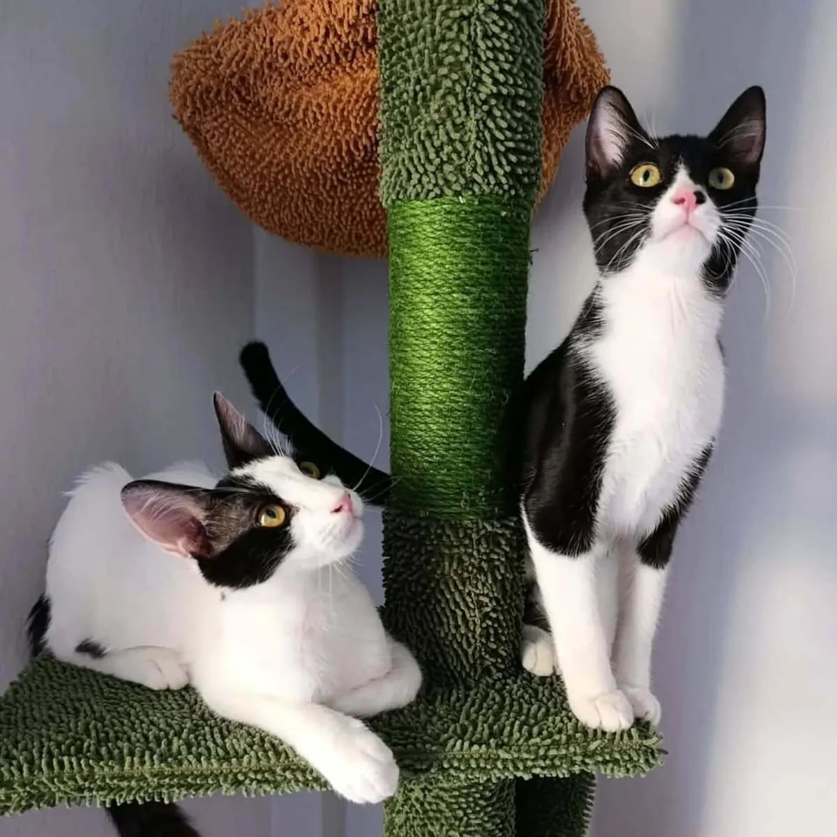 ERI & ChLEChLES (ΕΡΗ & ΧΛΕΧΛΕΣ), Mixed Breed for adoption at Spectral Stray Action
