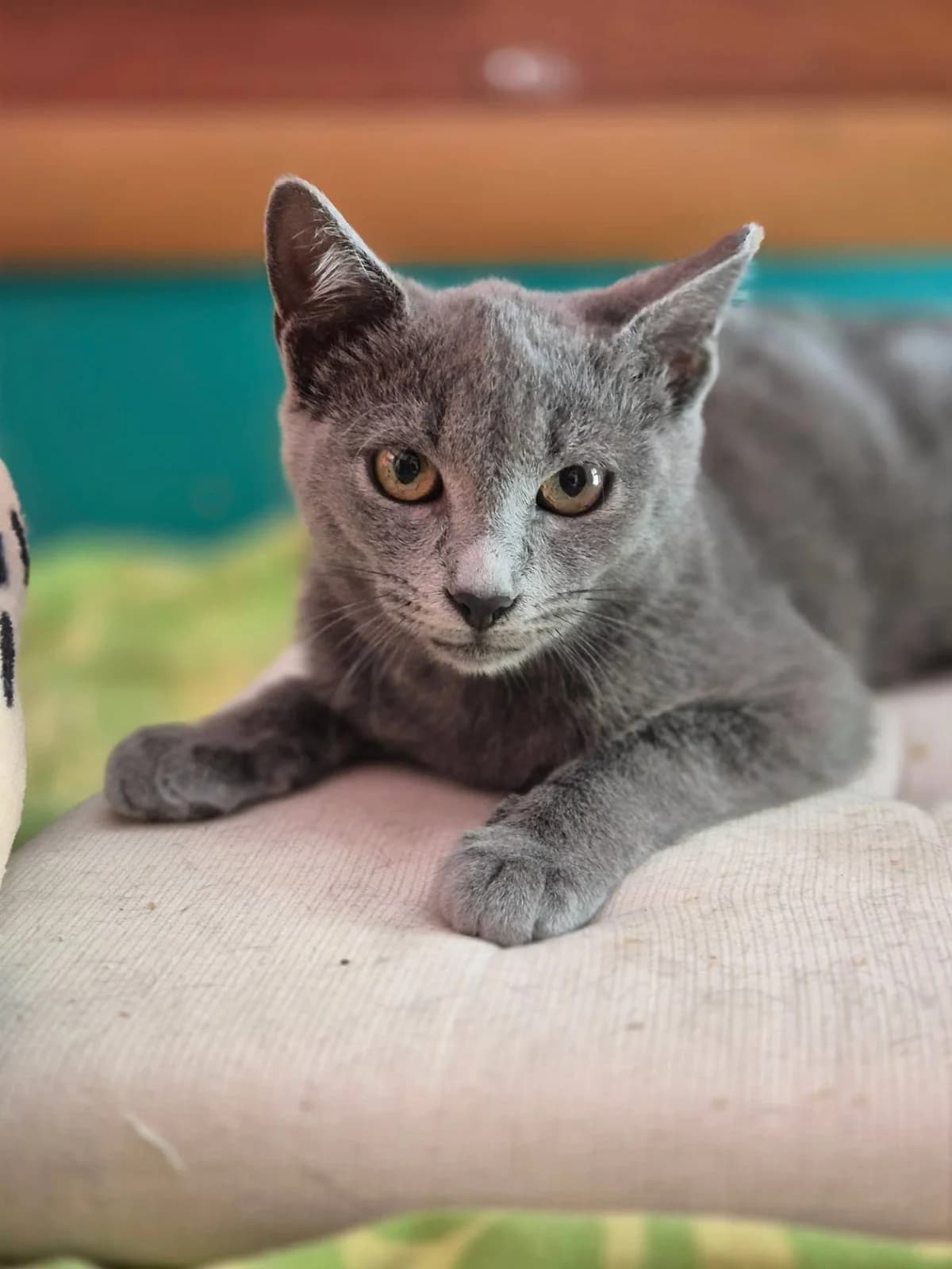 Ash, male Mixed Breed for adoption at Spectral Stray Action