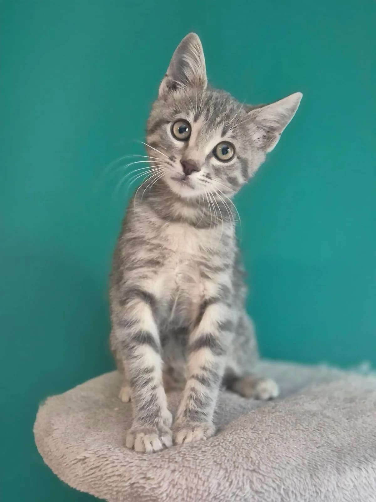 Soysy (Σούσυ), female Mixed Breed for adoption at Spectral Stray Action