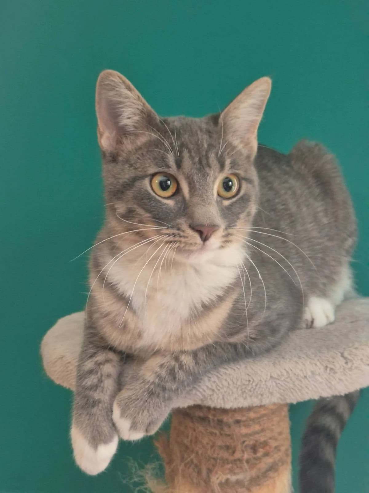 Marilena (Μαριλένα), female Mixed Breed for adoption at Spectral Stray Action