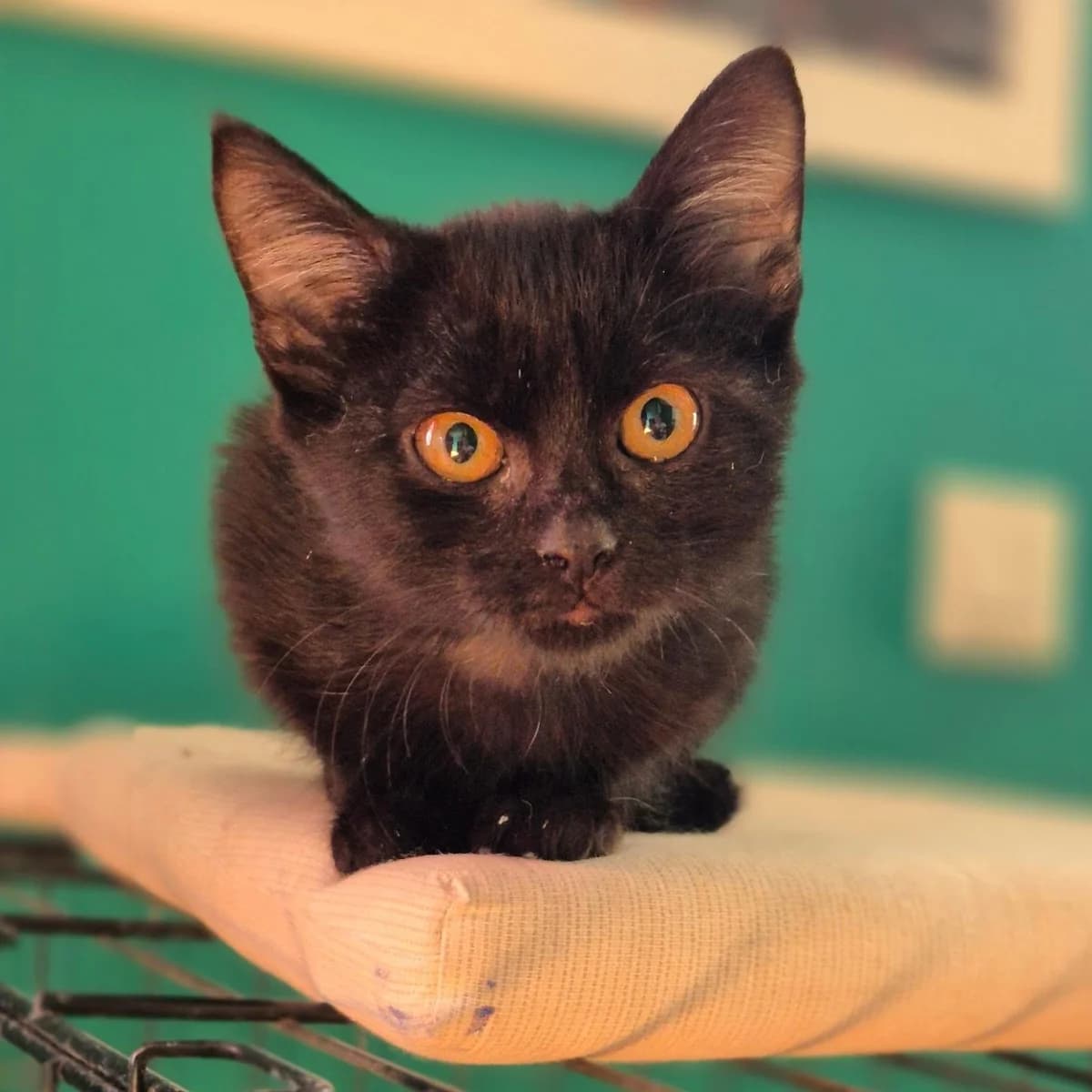 Darky, female Mixed Breed for adoption at Spectral Stray Action