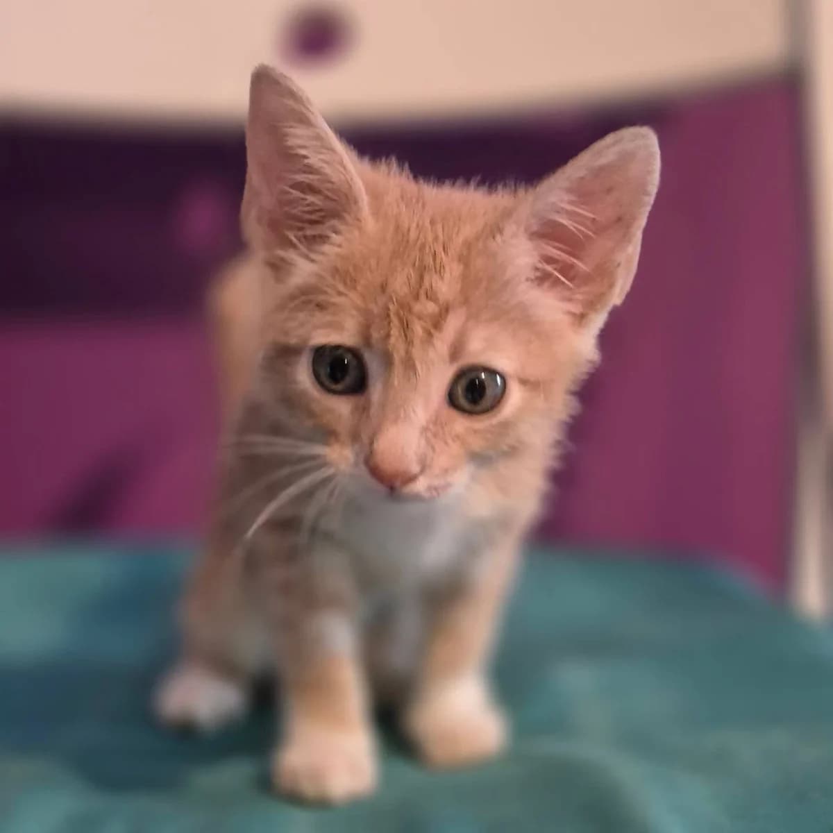 Kornilios (Κορνήλιος), male Mixed Breed for adoption at Spectral Stray Action